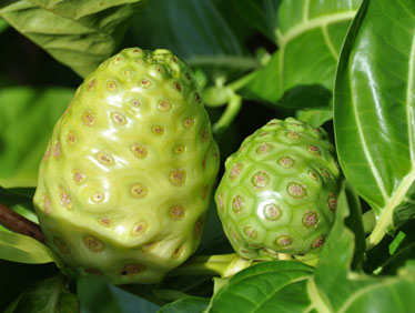 Noni plant